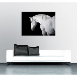 BLACK AND WHITE HORSE canvas print