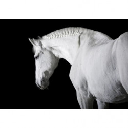 BLACK AND WHITE HORSE poster