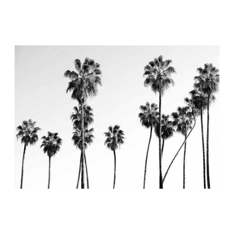 BLACK AND WHITE PALM Canvas print - Canvas print for hallways