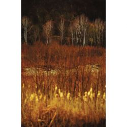 BIRCH PRINT canvas print