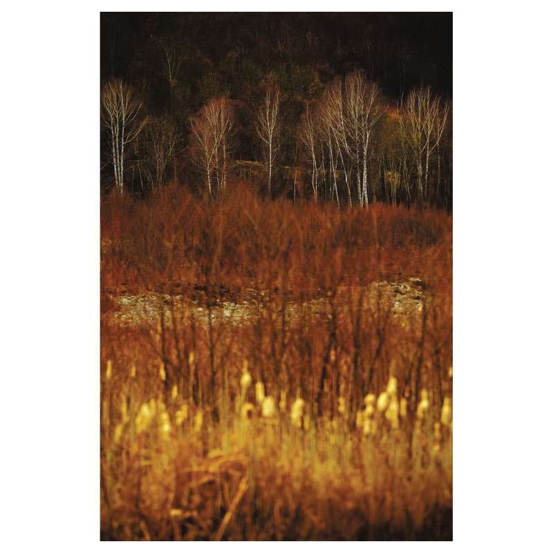 BIRCH PRINT canvas print - Nature landscape
