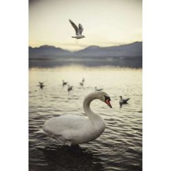 ANNECY CYGNE canvas print