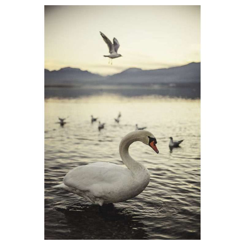 ANNECY CYGNE canvas print - Wildlife