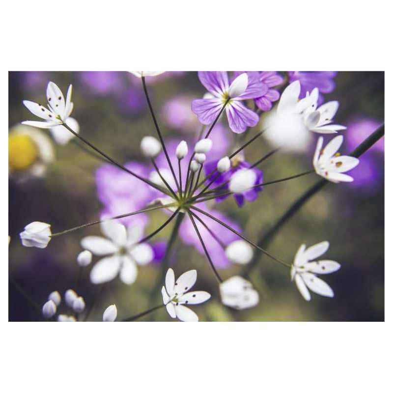 OMBELLIFERE canvas print - Floral canvas print