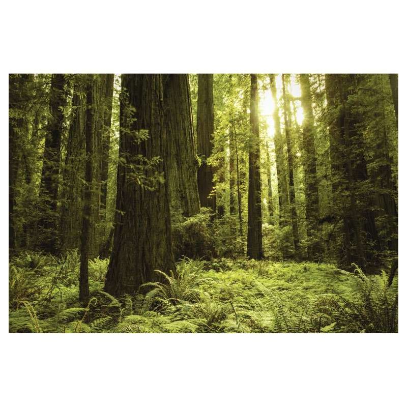 GIANT SEQUOIA USA canvas print - Nature landscape