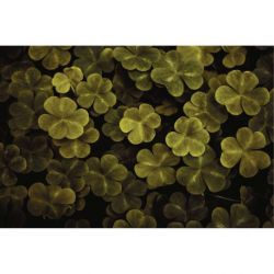 TREFLE SOUS BOIS canvas print