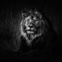 Tableau LION NOIR ET BLANC