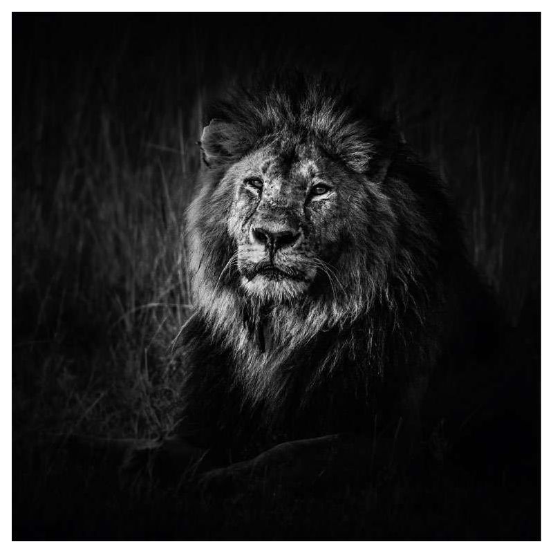 BLACK AND WHITE LION canvas print - Black white canvas print