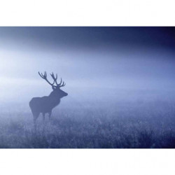 Tableau BLUE MISTY DEER