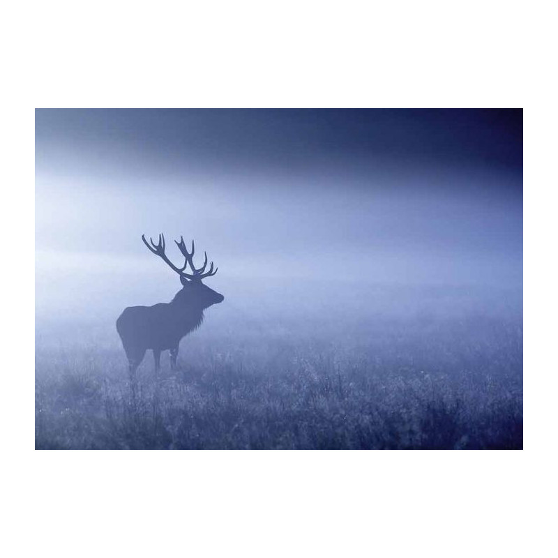 BLUE MISTY DEER canvas print - Xxl canvas prints