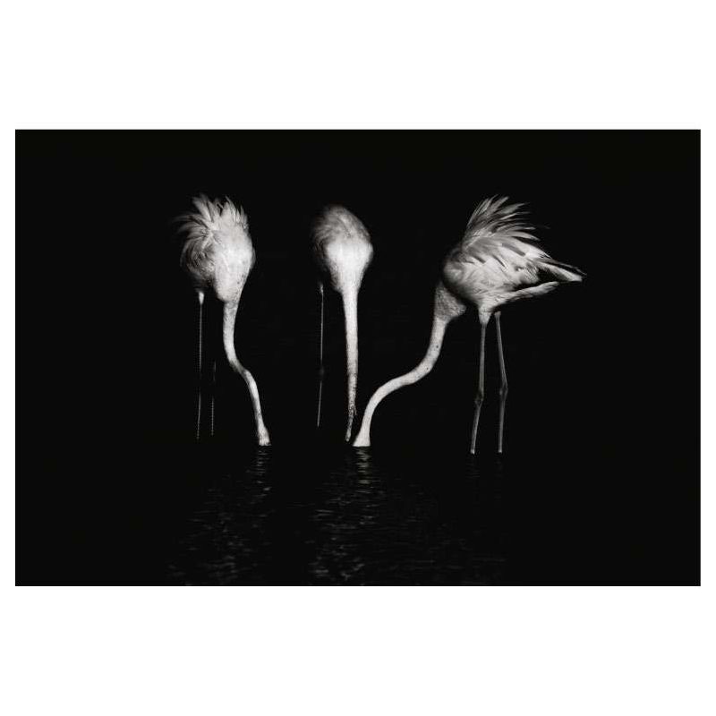 BLACK AND WHITE DINNER canvas print - Wildlife