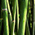 Bamboo Privacy Screen