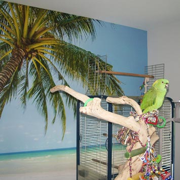 Parrot beach paradise poster