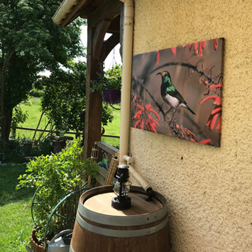 Tableau oiseau posé en extérieur Souimanga blanc