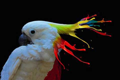 Tableau plexi brillant