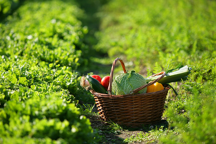 A family garden will improve your health.