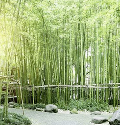 Poster forêt de bambous d'Asie