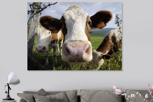 Cow in the countryside canvas print