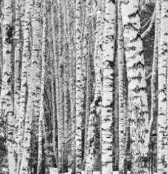 Papier peint forêt de bouleaux noir et blanc