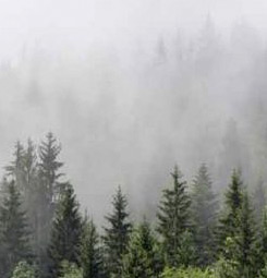 Tenture suspendue brume en forêt