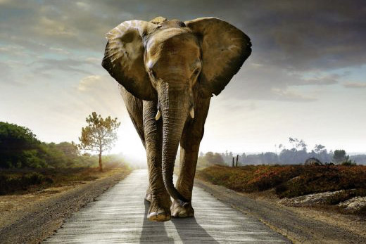 Animal canvas print elephant