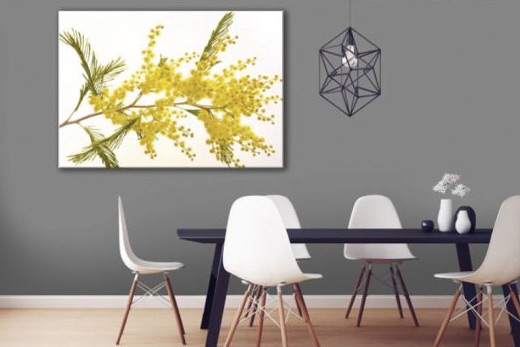 Mimosa flower canvas print