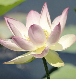 Lotus flower canvas print