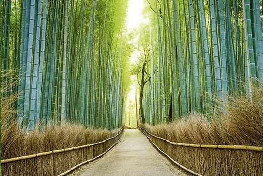Zen bamboo poster