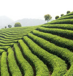 Green tea field wallpaper