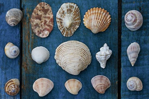 Blue seashell canvass¡ print
