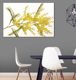 Yellow mimosa canvas print