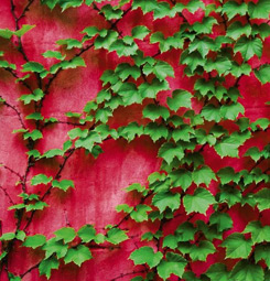 Red and green plant wall