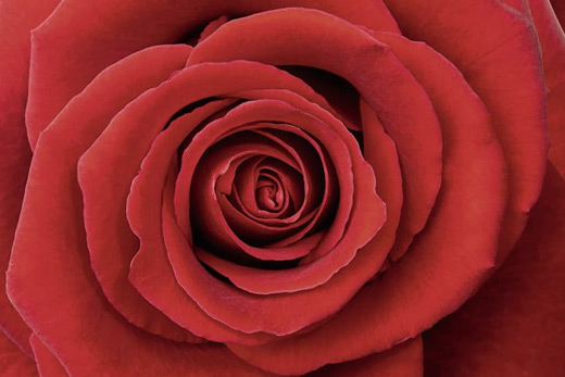 Tableau passion rose rouge