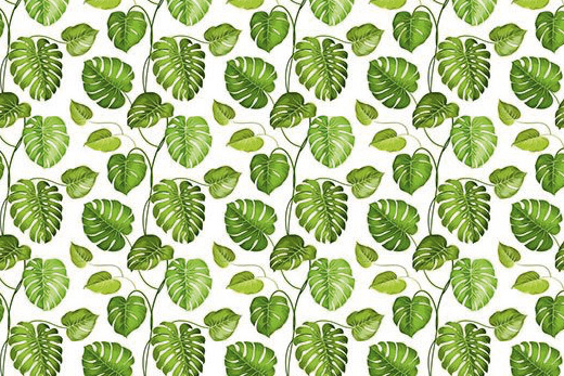 Green philodendron wallpaper