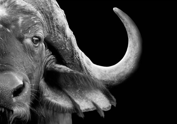 Black and white buffalo canvas print