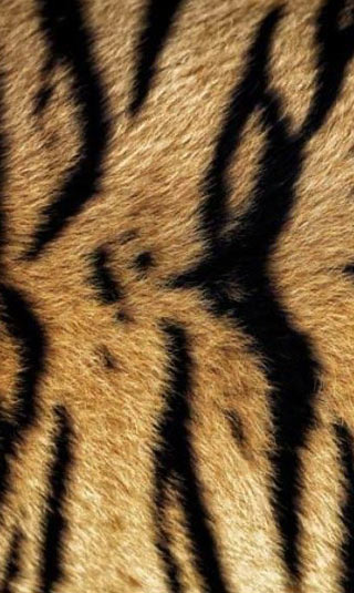 Orange and black tiger fur poster