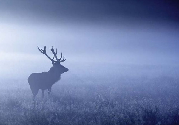 Deer in the Mist canvas print