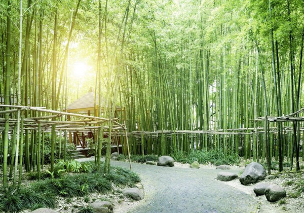 Green bamboo poster