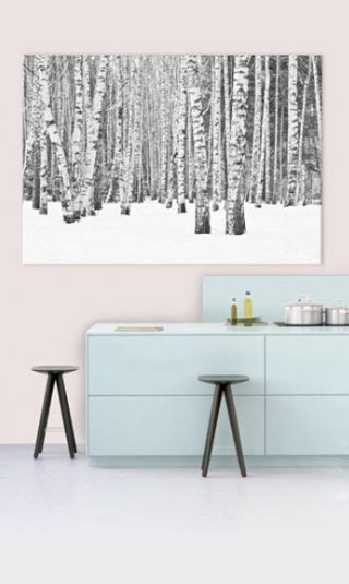 Black and white forest picture