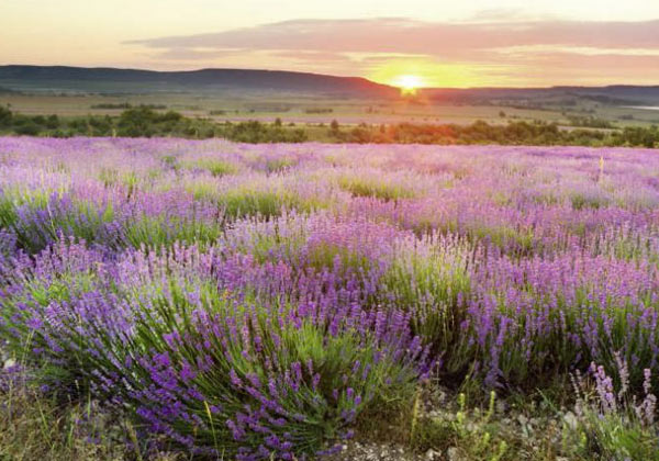 Landscape lavender field wallpaper