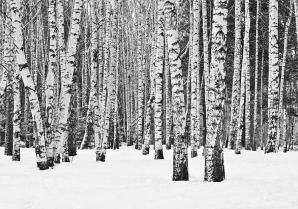 Papier peint forêt de bouleau noir et blanc