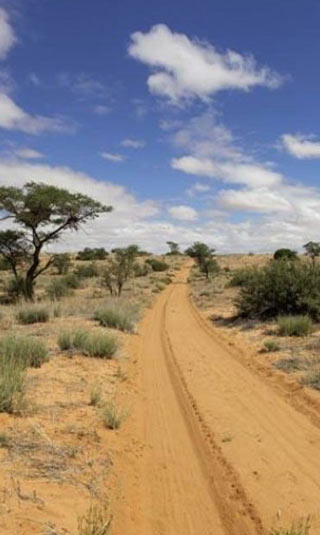 Poster géant chemin dans le désert de sable