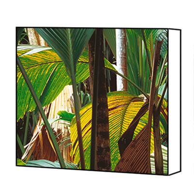 Tropical Wall Art & Canvas Prints